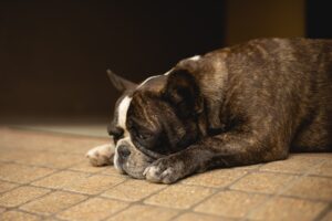 קרמטוריום לכלבים